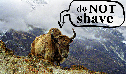 Don’t Shave that Yak!