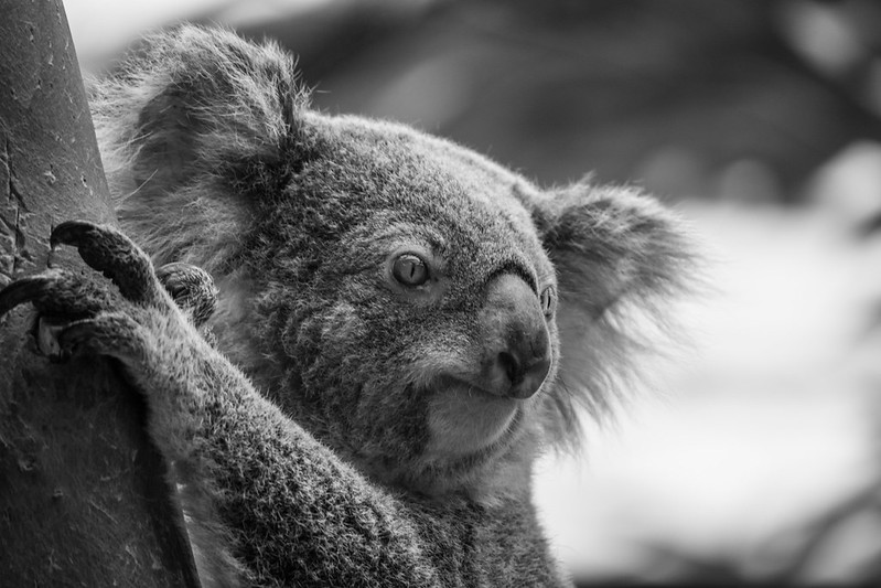 Stealing From Koalas